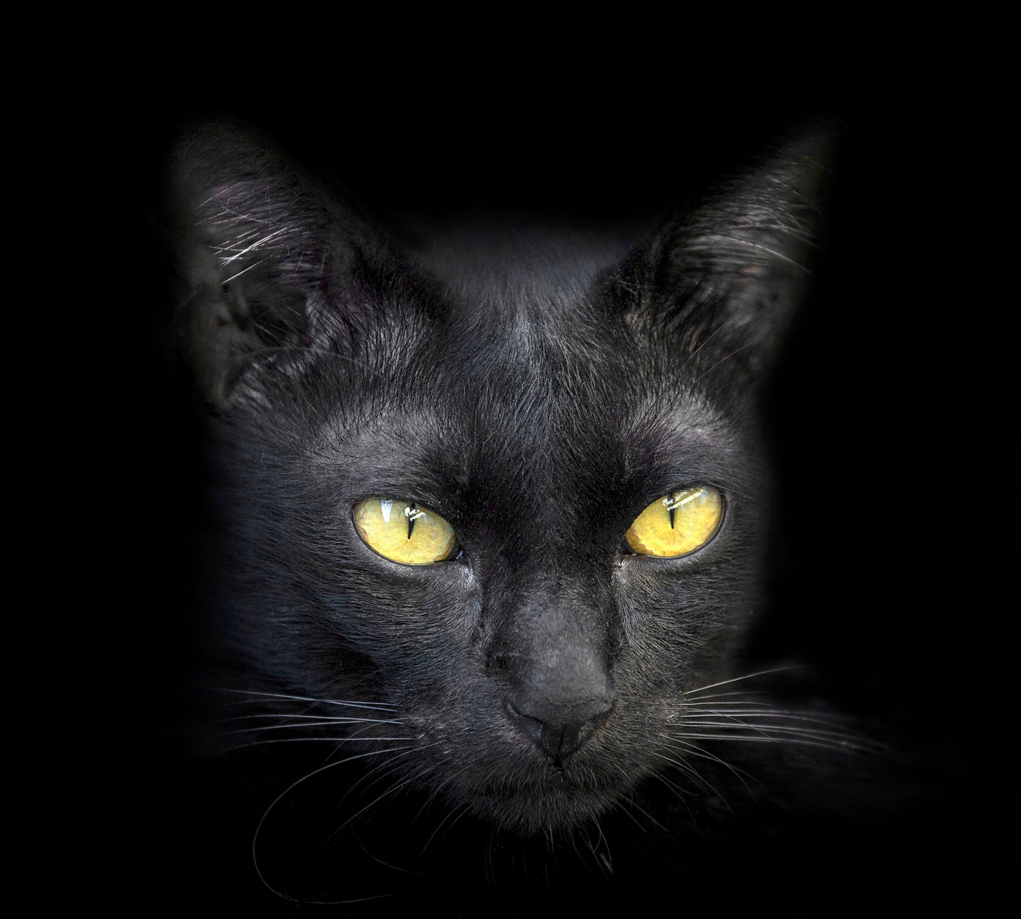 black cat with yellow eyes mayth,