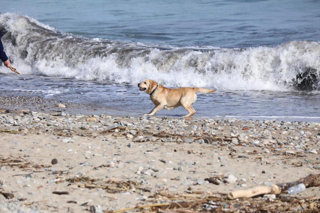 Mentone Beach Dog,