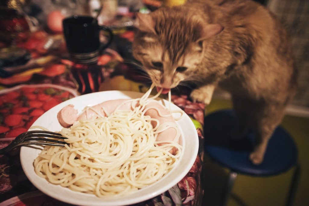 can cats eat pasta,