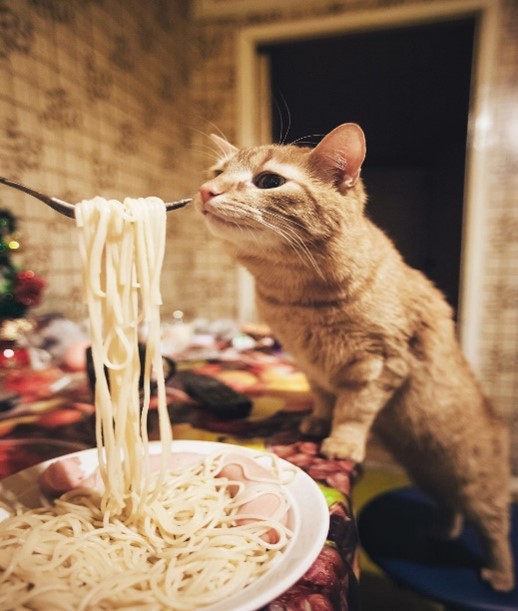 can cat eats pasta,